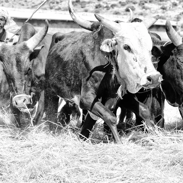 Etiópia Danakil Circa Janeiro 2018 Agricultor Não Identificado Vaca Bateu — Fotografia de Stock