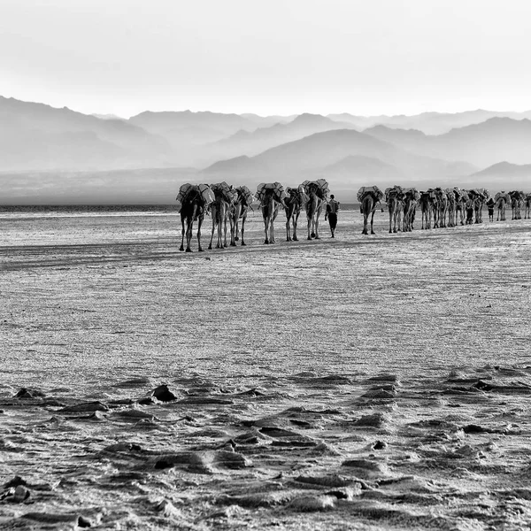 Danakil Ethiopia Africa Salt Lake Camels Carovan Landscape — Stock Photo, Image
