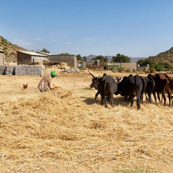 Ethiopia Danakil Circa January 2018 Unidentified Farmer Cow Beat Grain — Stock Photo, Image