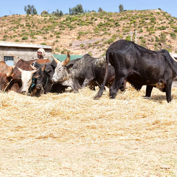 Éthiopie Danakil Circa Janvier 2018 Agriculteur Non Identifié Vache Battre — Photo