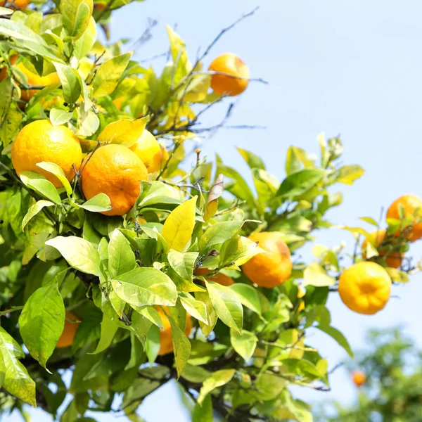 Kıbrıs'ta boş gökyüzü arka plan kavramı sağlık ve yaşam tarzı ile turuncu bitki