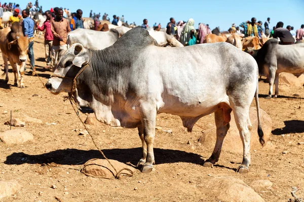 Etiyopya, Bablile-Ocak 2018--hayvan Pazar ve inek sürü kimliği belirsiz kişi dolaylarında 