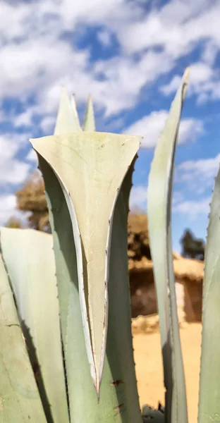 Ethiopia Africa Cactus Textura Vegetal Como Fondo Abstracto Cielo —  Fotos de Stock
