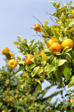 Kıbrıs'ta boş gökyüzü arka plan kavramı sağlık ve yaşam tarzı ile turuncu bitki