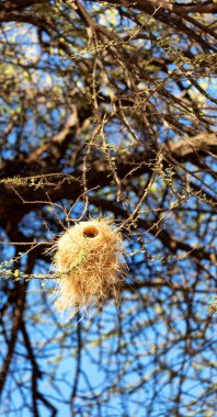 Danakil Etiyopya'da Afrika'da orman ve ağaç bir boş yuva kuş türü bir şube ve gökyüzü