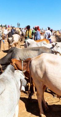 Etiyopya, Bablile-Ocak 2018--hayvan Pazar ve inek sürü kimliği belirsiz kişi dolaylarında 