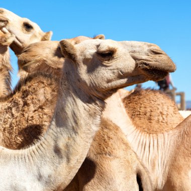 deve satmaya hazır ve doğa arka plan eski pazar birçok Danakil Etiyopya Afrika'da