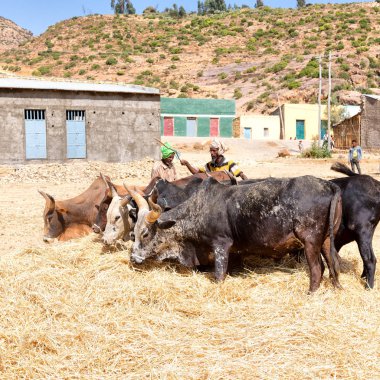 Etiyopya, Danakil-Ocak 2018--beat tanımlanamayan çiftçi ve inek temizlemek için tahıl