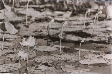 Avustralya ile nilüfer su çiçeği çiçek havuzda huzur kavramı