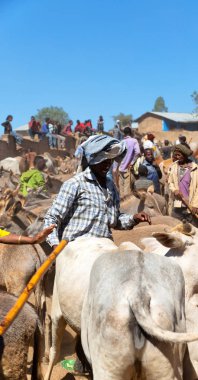 Etiyopya, Bablile-Ocak 2018--hayvan Pazar ve inek sürü kimliği belirsiz kişi dolaylarında 