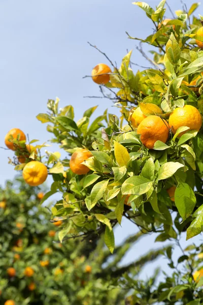 Kıbrıs'ta boş gökyüzü arka plan kavramı sağlık ve yaşam tarzı ile turuncu bitki