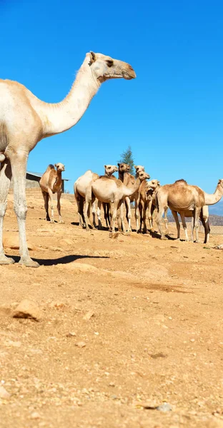 Danakil Ethiopia Africa Viejo Mercado Lotes Camello Listo Para Vender — Foto de Stock