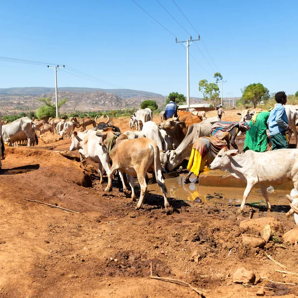 Ethiopia Bablile Circa January 2018 Unidentified People Animal Market Lots — Stock Photo, Image