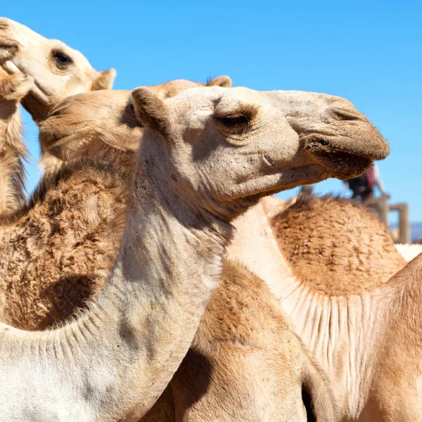 在达纳吉尔凹地埃塞俄比亚非洲在老市场许多骆驼准备出售和自然背景 — 图库照片