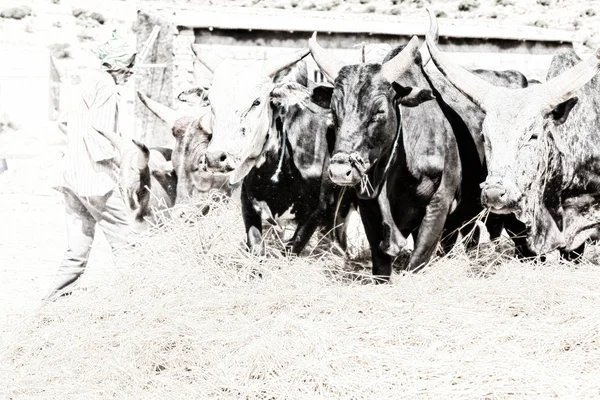 Éthiopie Danakil Circa Janvier 2018 Agriculteur Non Identifié Vache Battre — Photo