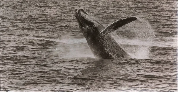 Australia Una Balena Libera Nell Oceano Come Concetto Libertà — Foto Stock