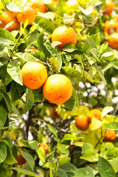 Cyprus Orange Plant Empty Sky Background Concept Healty Lifestyle — Stock Photo, Image
