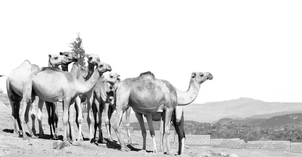 Danakil Ethiopia Africa Piața Veche Mulțime Cămilă Gata Vânzare Fundalul — Fotografie, imagine de stoc