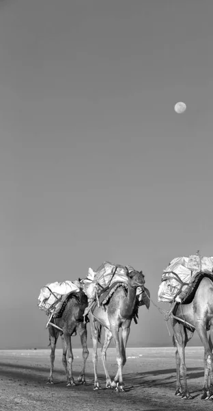 Данакільській Африці Солоному Озері Верблюди Караван Пейзаж — стокове фото