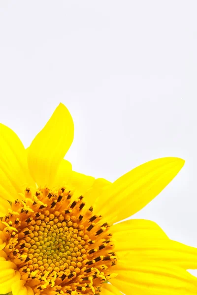 blurred sunflower in the white light and empty space backgroun