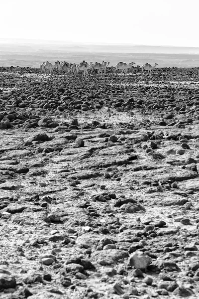 Danakil Etiopia Africa Nella Terra Lontano Deserto Roccioso Carovana Cammelli — Foto Stock