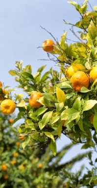 Kıbrıs'ta boş gökyüzü arka plan kavramı sağlık ve yaşam tarzı ile turuncu bitki