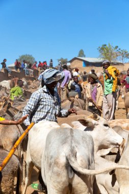 Etiyopya, Bablile-Ocak 2018--hayvan Pazar ve inek sürü kimliği belirsiz kişi dolaylarında 