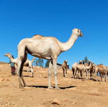 deve satmaya hazır ve doğa arka plan eski pazar birçok Danakil Etiyopya Afrika'da