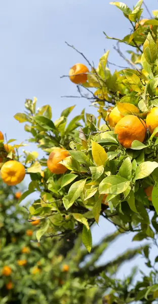 Kıbrıs'ta boş gökyüzü arka plan kavramı sağlık ve yaşam tarzı ile turuncu bitki