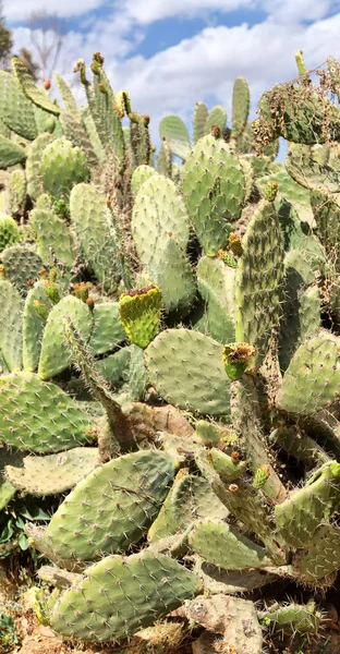 Ethiopia Africa Cactus Textura Vegetal Como Fondo Abstracto Cielo — Foto de Stock
