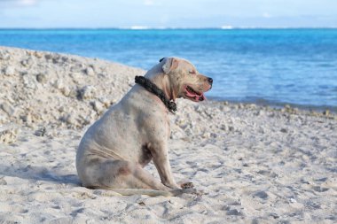 Okyanusu Polinezyası Beach yakın dinlenme köpek 