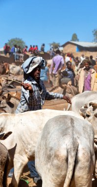 Etiyopya, Bablile-Ocak 2018--hayvan Pazar ve inek sürü kimliği belirsiz kişi dolaylarında 