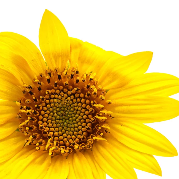 Blurred Sunflower White Light Empty Space Backgroun — Stock Photo, Image