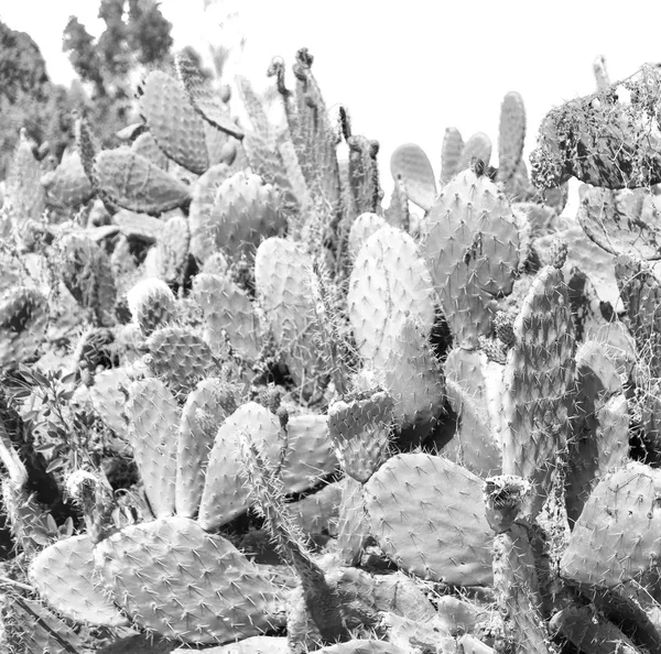 エチオピアの空の Backround 抽象のようなアフリカ サボテン植物テクスチャ — ストック写真