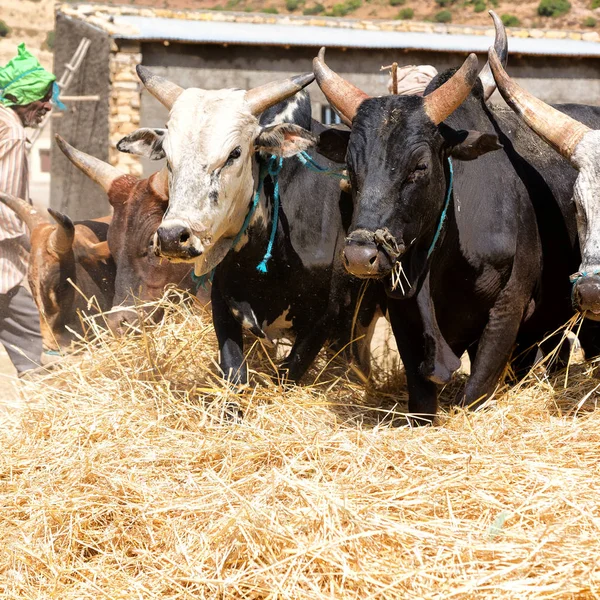 Etiopie Danakil Cca Ledna 2018 Neznámý Zemědělec Kráva Beat Zrno — Stock fotografie