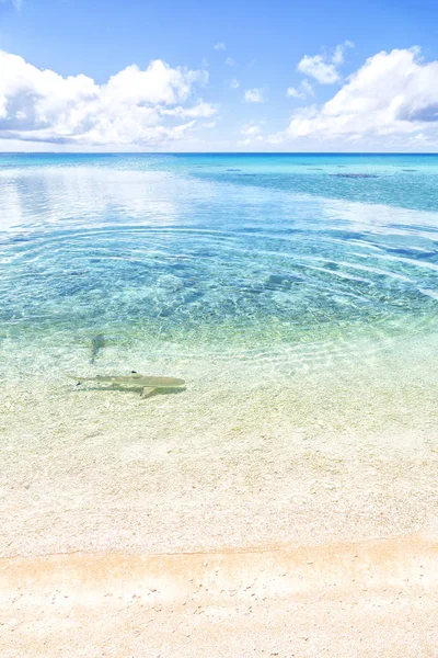 Haaien Polynesië Rangiroa Het Roze Zand Van Kustlijn Zoals Paradijs — Stockfoto