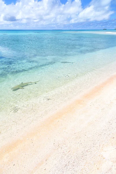 Sharks Polynesia Rangiroa Pink Sands Coastline Paradise Concept Rela — Stock Photo, Image