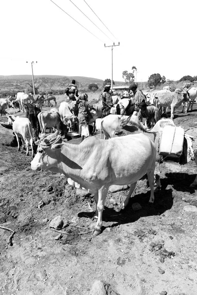 Ethiopia Bablile Circa January 2018 Unidentified People Animal Market Lots — Stock Photo, Image