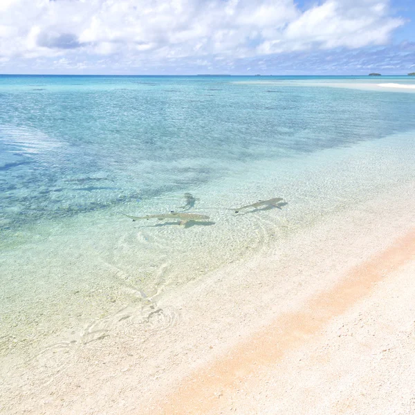 Sharks Polynesia Rangiroa Pink Sands Coastline Paradise Concept Rela — Stock Photo, Image