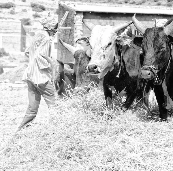 Etiópia Danakil Circa Janeiro 2018 Agricultor Não Identificado Vaca Bateu — Fotografia de Stock