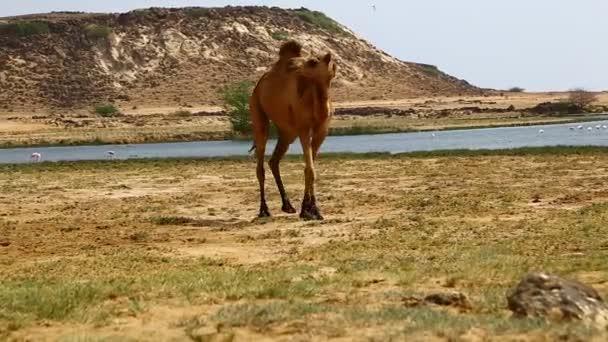 Vacker Utsikt Över Kamel Vandring Nära Havet Dagtid — Stockvideo