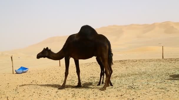 Vista Panoramica Cammelli Neri Pascolo Nel Deserto Durante Giorno — Video Stock