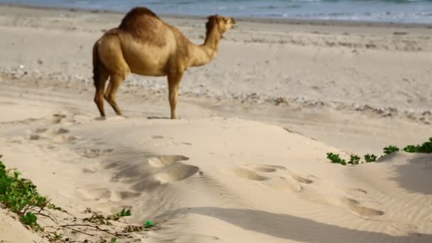 Vista Panorâmica Camelo Comendo Praia Perto Mar Durante Dia — Vídeo de Stock