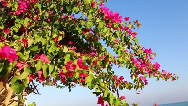 Rote Blüten Bei Windigem Wetter Gegen Blauen Himmel — Stockvideo