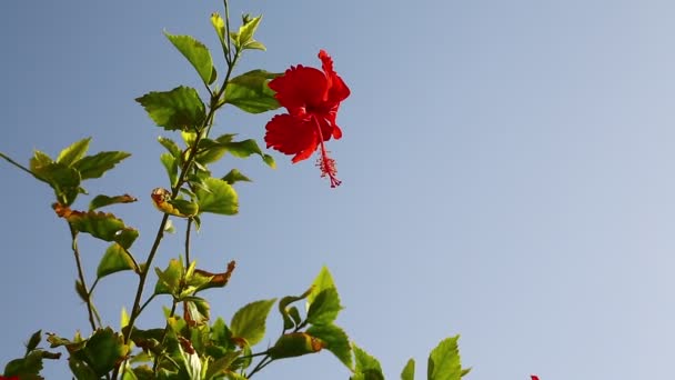 Röd Blomma Vid Blåsigt Väder Mot Blå Himmel — Stockvideo