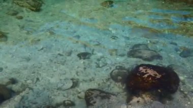 şeffaf turkuaz yüzen su ve nehir Umman içinde taşlar