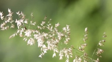 bitkilerin yeşil arka plan üzerinde rüzgarlı havalarda taşıma sapları