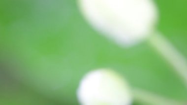 çiçek ve yeşil çim soyut bulanık doku