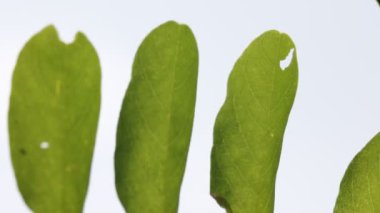 yeşil yaprakları rüzgar Park tarafından hareket yakın çekim