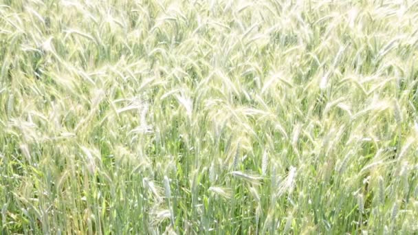 Schöne Getreidepflanzen Die Sich Bei Windigem Wetter Bewegen — Stockvideo